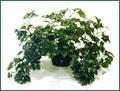 Cissus rhombifolia